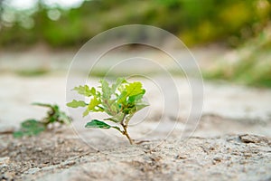 Rock oak grows in the valley in summer. 