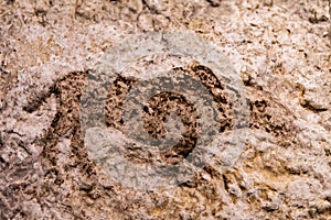 A rock painting in Catalhoyuk from stone age