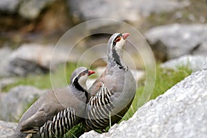 Rock partridge, alectoris graeca