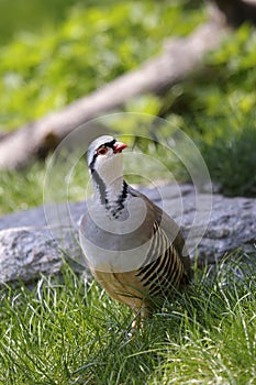 Rock partridge, alectoris graeca