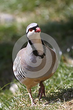 Rock partridge, alectoris graeca