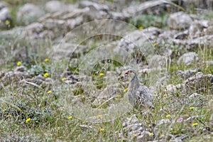 Rock Partridge - Alectoris graeca