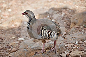 The rock partridge Alectoris graeca birds