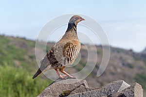 The rock partridge Alectoris graeca birds a bird on a hiking trail in the mountains of Madeira