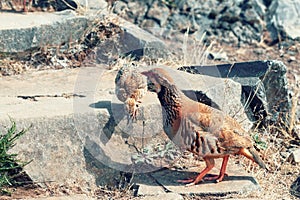 The rock partridge Alectoris graeca birds a bird of a pheasant family with chicks on a hiking trail in the mountains