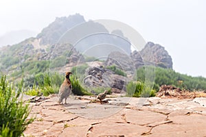 The rock partridge Alectoris graeca birds a bird of a pheasant family with chicks on a hiking trail in the mountains of