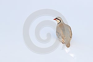 Rock partridge, Alectoris graeca,  gamebird in the pheasant family, in the snow during winter. Bird in the white habitat, Hemis NP