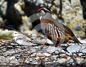 Rock patridge; greek partridge photo