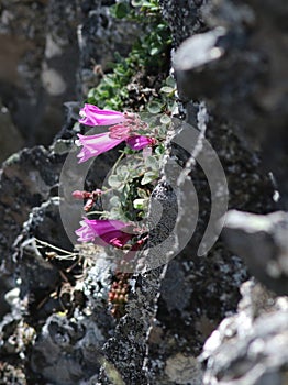 Rock Penstemon - Penstemon rupicola photo