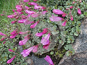 Rock Penstemon - Penstemon rupicola photo