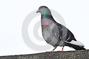 Rock Pigeon