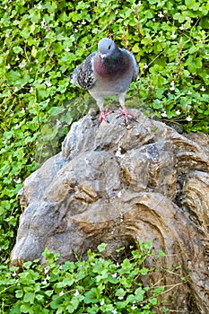 Rock pigeon