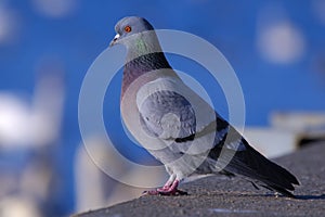 Rock pigeon photo