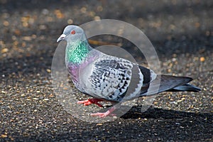 Rock Pigeon