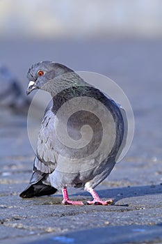 Rock pigeon