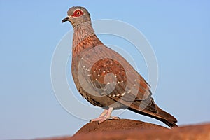 Rock pigeon