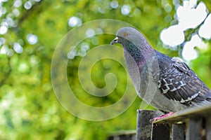 Rock pigeon