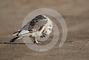 Rock pigeon at Adhari area, Bahrain