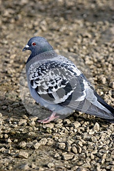 Rock Pigeon (Columba livia)