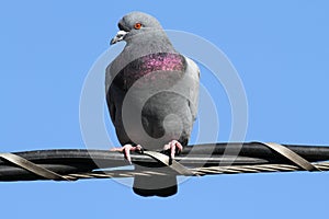 Rock Pigeon (Columba livia)