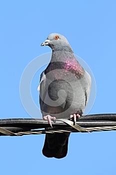 Rock Pigeon (Columba livia)