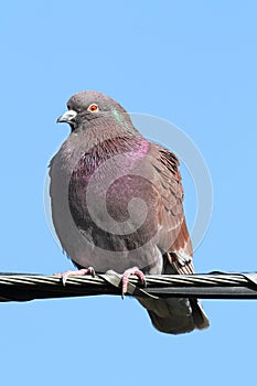 Rock Pigeon (Columba livia)