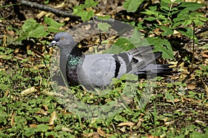 A rock pigeon (columba livia) sits on the grass getting rest