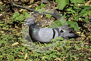 A rock pigeon (columba livia) sits on the grass getting rest