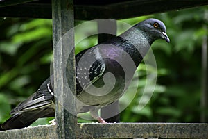 A rock pigeon (columba livia) stands at the bird feeder and looks around