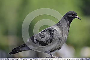 The rock pigeon (columba livia) stans on a marble railing