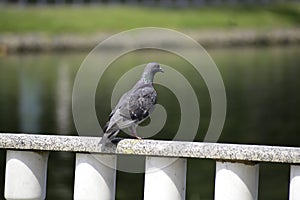 The rock pigeon (columba livia) stans on a marble railing and looks around