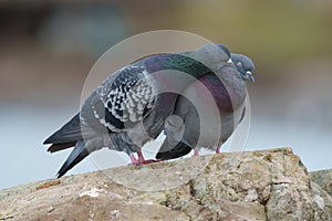 Rock pigeon couple in love