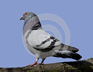 Rock pigeon or dove