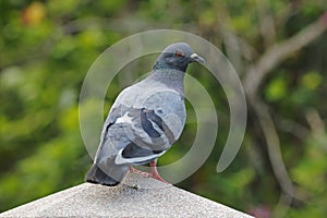 Rock pigeon Rock dove Columba livia Male Beautiful Birds of Thailand