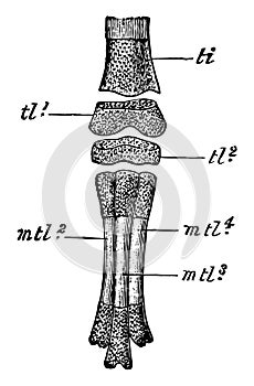 Rock Pigeon Embryo Foot, vintage illustration