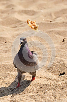 Rock Pigeon flips food in the air