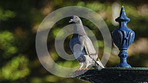 Rock Pigeon at Genoves Park Fountain Cadiz photo