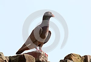 Rock pigeon juvenile