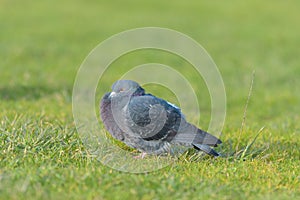 Rock pigeon portrait