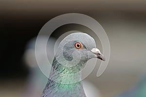 Rock pigeon resting at seaside