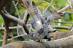 Rock pigeon Rock dove Columba livia Birds mating