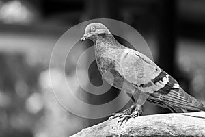 Rock pigeon, Rock dove on a tree branch.