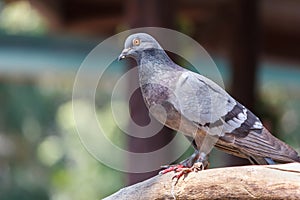 Rock pigeon, Rock dove on a tree branch. Portrait of Rock Pigeon. Bird on a tree branch