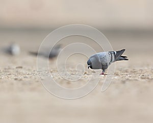 Rock Pigeon searching for food on the ground