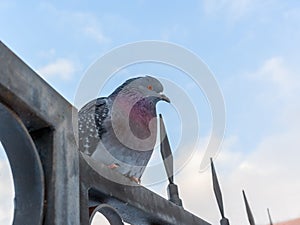 Rock pigeon sitting on a metal fence.