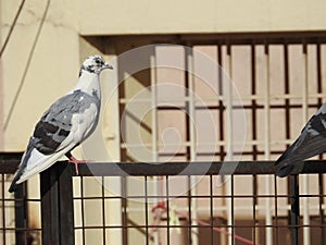 Rock pigeon sitting on a metal fence under sunlight