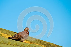 A rock pigeon sitting on a roof