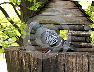 Rock pigeon sitting on wooden feeder