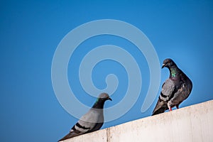 Rock Pigeons perching on rooftops in Dehradun City, Uttarakhand, India