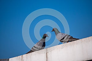 Rock Pigeons perching on rooftops in Dehradun City, Uttarakhand, India